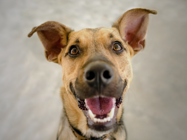 Lächeln Hunde?  Die Geheimnisse des Lächelns deines treuen Freundes