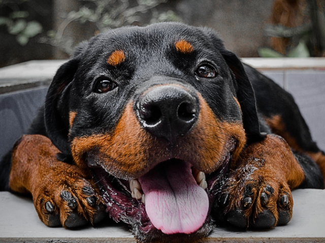 Rottweiler - Informationen zur Rasse